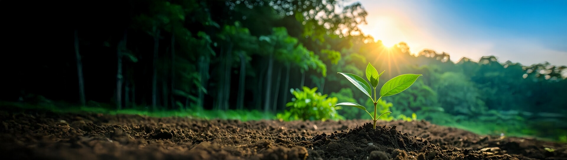 Desarrollo de competencias